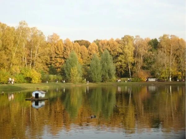 Золотой пруд в сокольниках. Путяевский пруд в сокольниках. Большой пруд измайлово. Золотой пруд в сокольниках. Золотой пруд в сокольниках.