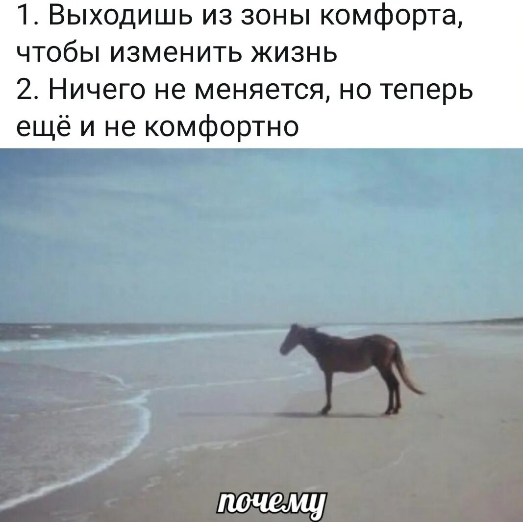 Не было ничего жизненно. Лошадь у моря почему. Почему Мем с лошадью. Потому Мем с лошадью. Почему Мем лошадь на берегу.