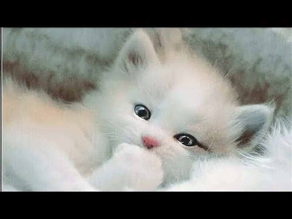 Люблю тебя котенок. Красивые коты. Милые картинки. Мой котенок красивый. Мой котенок красивый.
