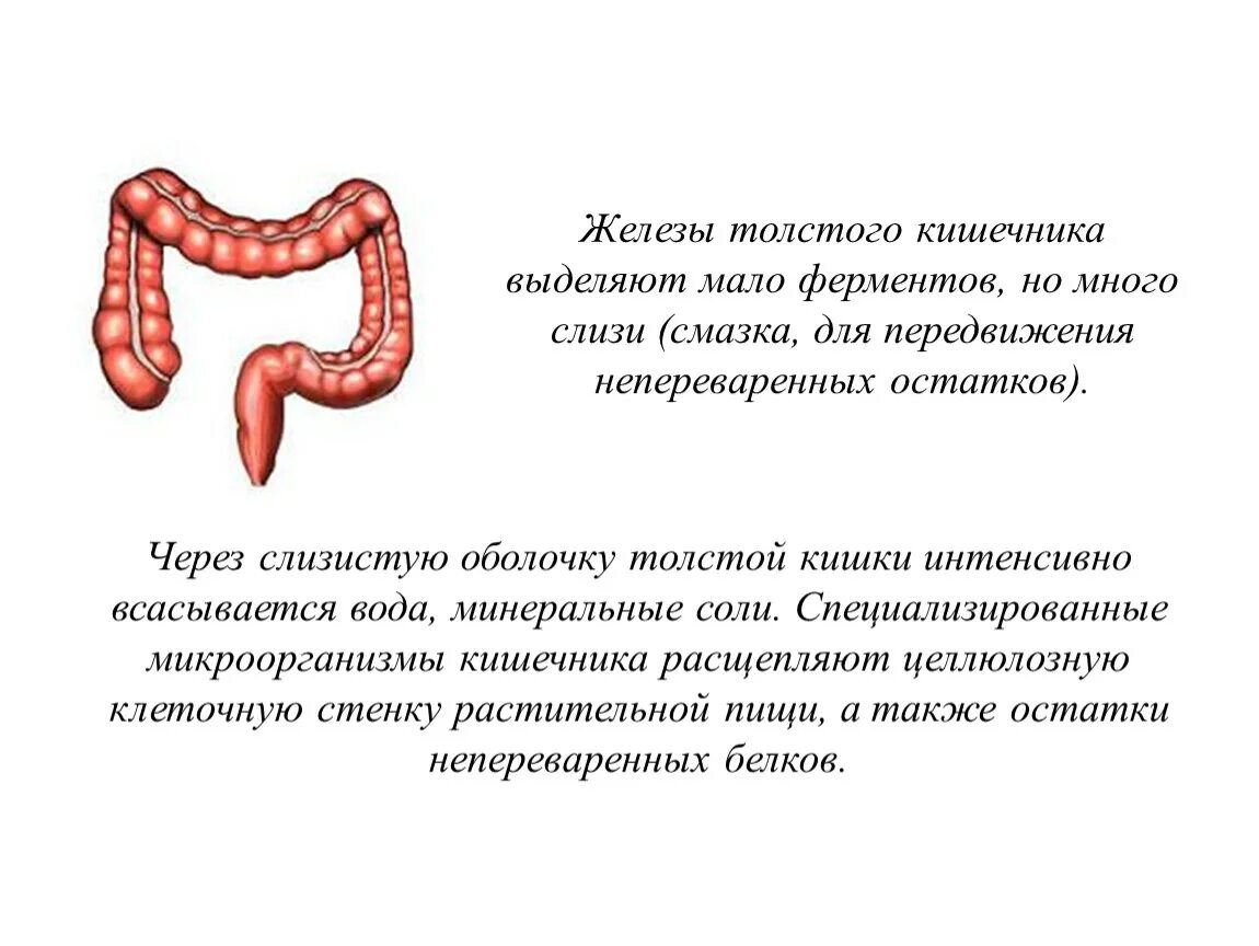 Железы тонкого кишечника строение. Железы Толстого кишечника строение. Пищеварительные железы тонкой кишки.