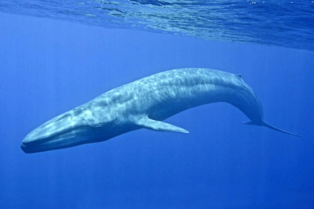 Голубой кит Balaenoptera musculus. Синий кит (голубой кит). Синий кит блювал. Блювал (голубой или синий кит). Масса синего кита достигает