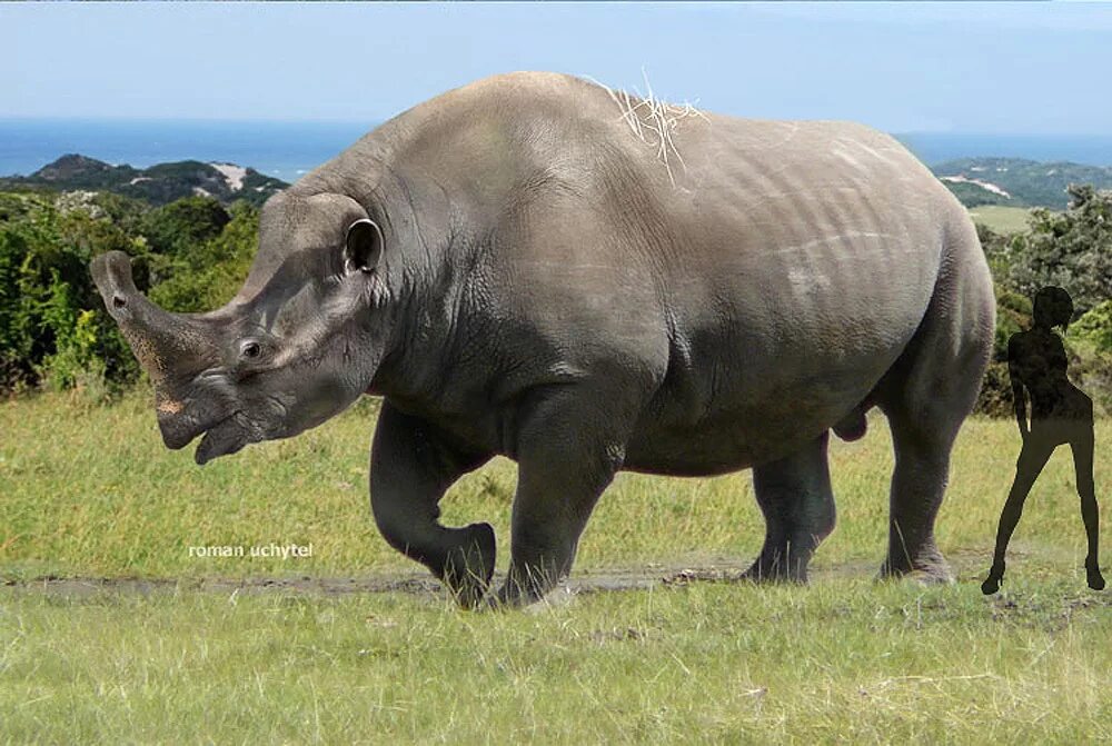 Крупные млекопитающие. Embolotherium ergiliense. эмболотерий носорог. самые большие наземные животные. гигантские млекопитающие.