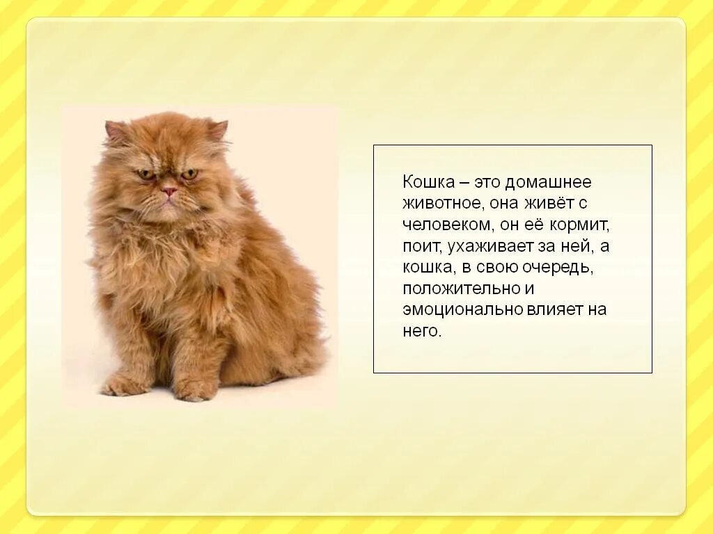 Рассказ про кошек - CoffeePapa.ru