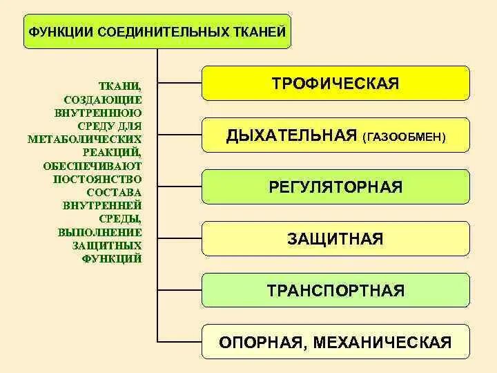 Назовите функции соединительной ткани. Функции соединительной ткани. опорная функция соединительной ткани. какая функция у соединительной ткани. функции тканей внутренней среды.