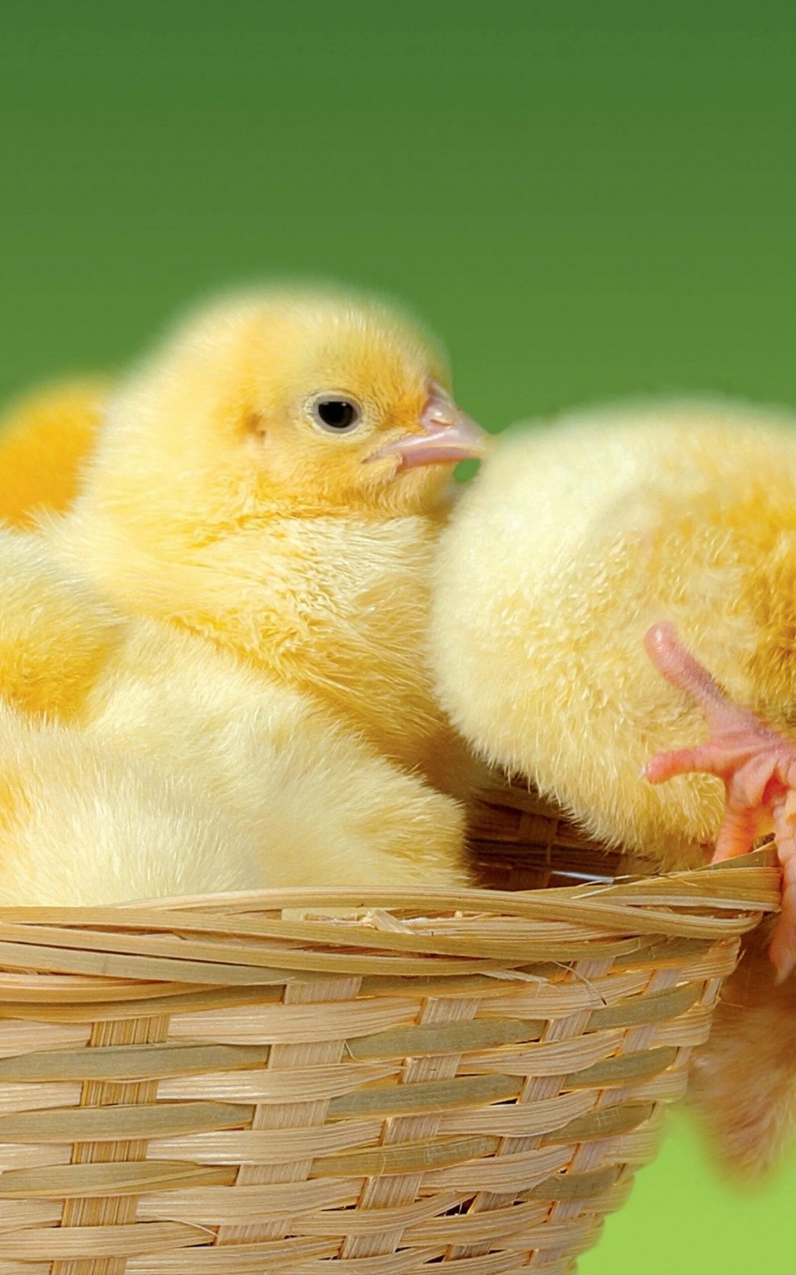 Бройлер жужа. Красивые цыплята. Яйцо цыпленок. Цыплята несушки. Бройлер кобб 500.