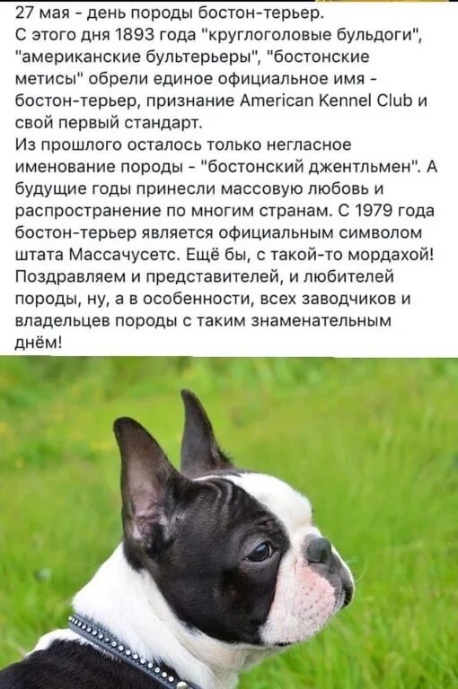 Вес бостона