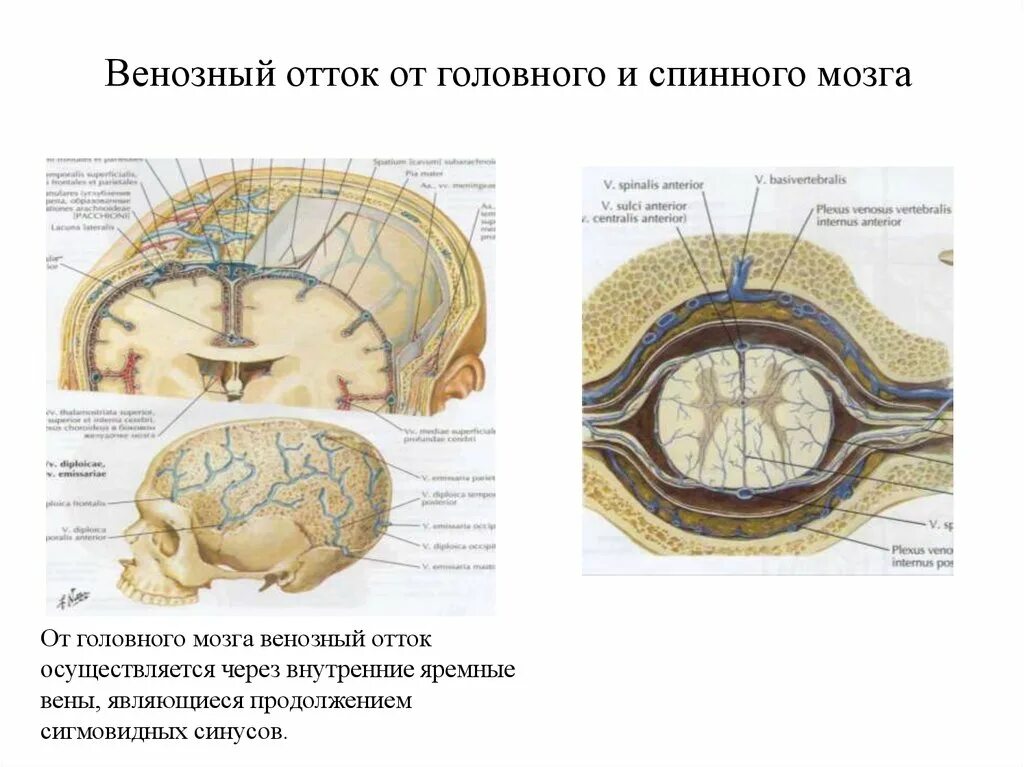 Отток крови от головного мозга. Затруднен венозный отток головного мозга симптомы. Упражнения венозного оттока головного мозга. Венозный отток синусы. Нормы венозного оттока головного мозга.