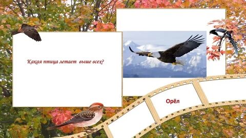 Ошибка птицы