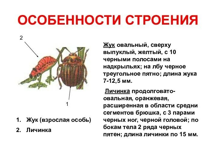 Внешнее строение колорадского жука. Признаки внешнего строения колорадского жука. особенности строения жуков. особенности строения колорадского жука.