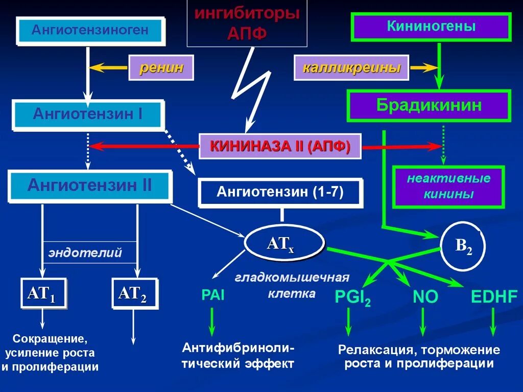 Ангиотензин 1 и 2. Рецепторы ангиотензина 1 и 2. Ангиотензин превращается в ангиотензин 1. Рецепторв ренинин ангиотензин системы.