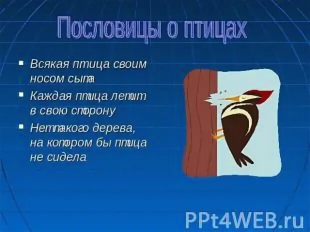 Всякая птица красуется своим пером составить пословицу. Поговорки про птиц. пословицы и поговорки о птицах. пословицы про птиц для детей. поговорки про птиц для детей.