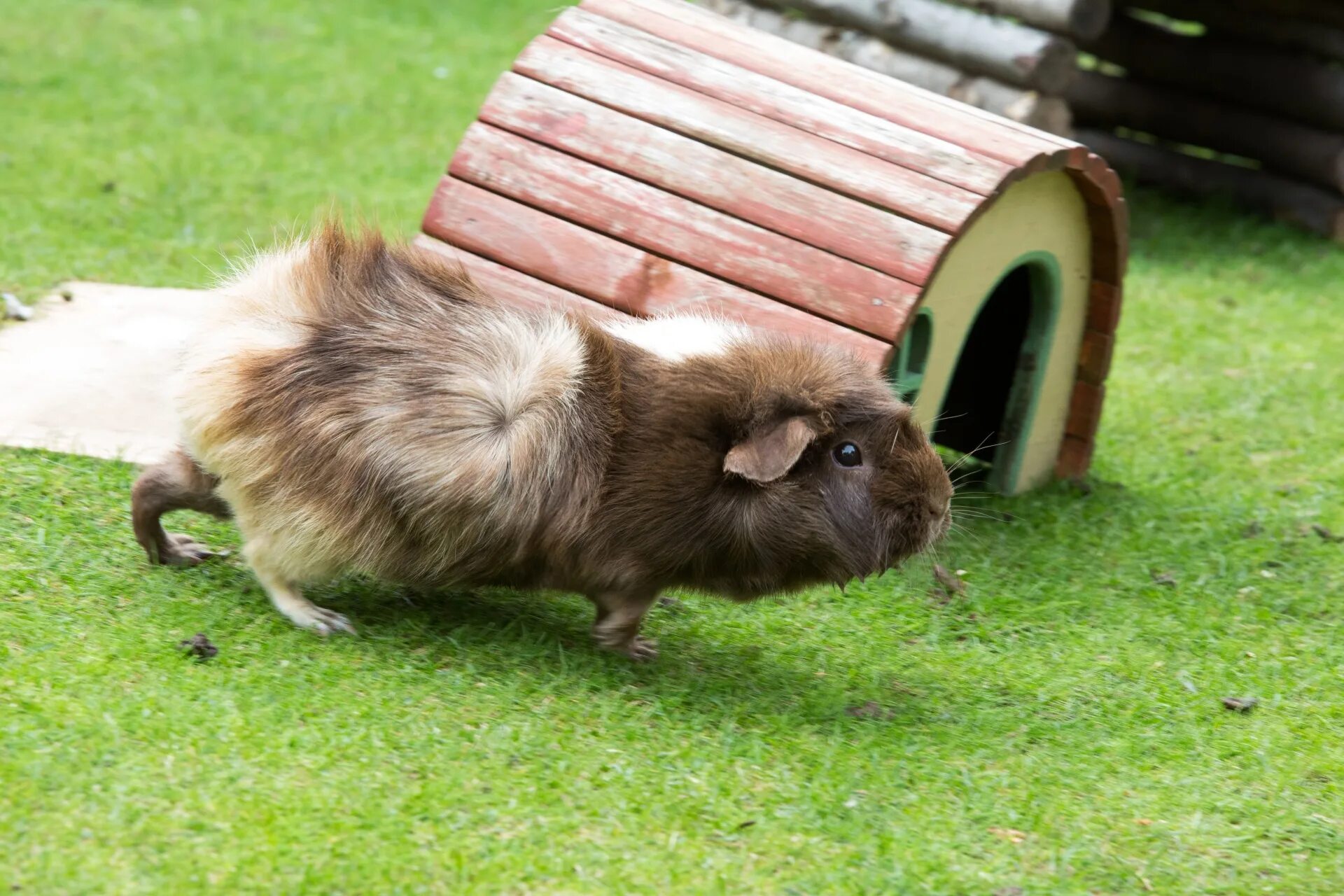 Прыгающая свинка. Свинки (Cavia). Кавиа порцеллус. Морская Свинка бежит. Морская Свинка бегает.