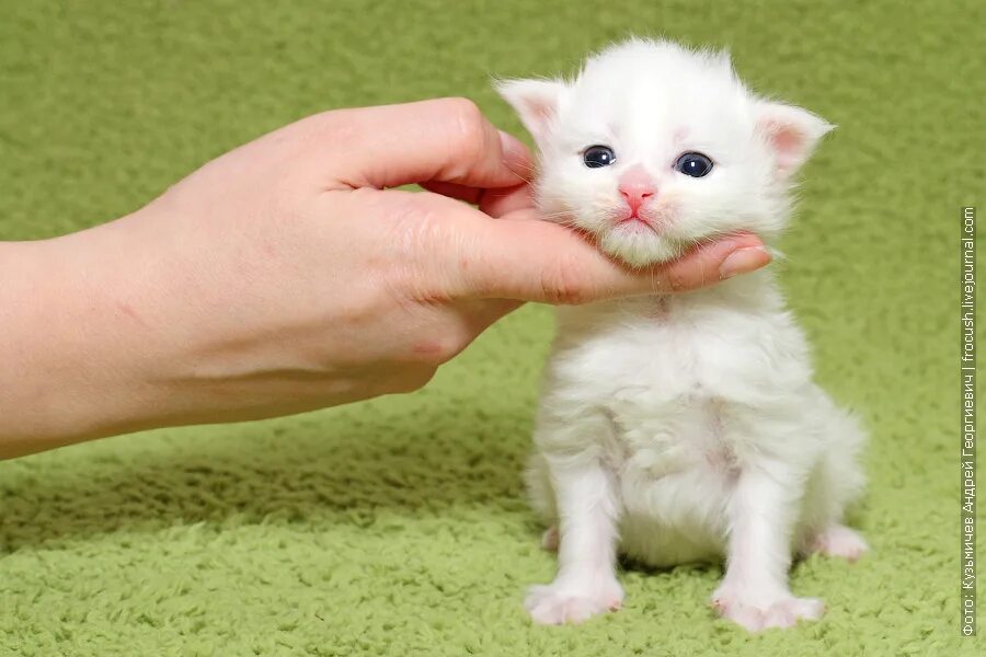 Мейн кун белый котенок. Белый котенок Мейн куна. Котенок Мейн кун белый в 2 месяца. Мейн кун котенок мальчик белый. Купить новую кошку