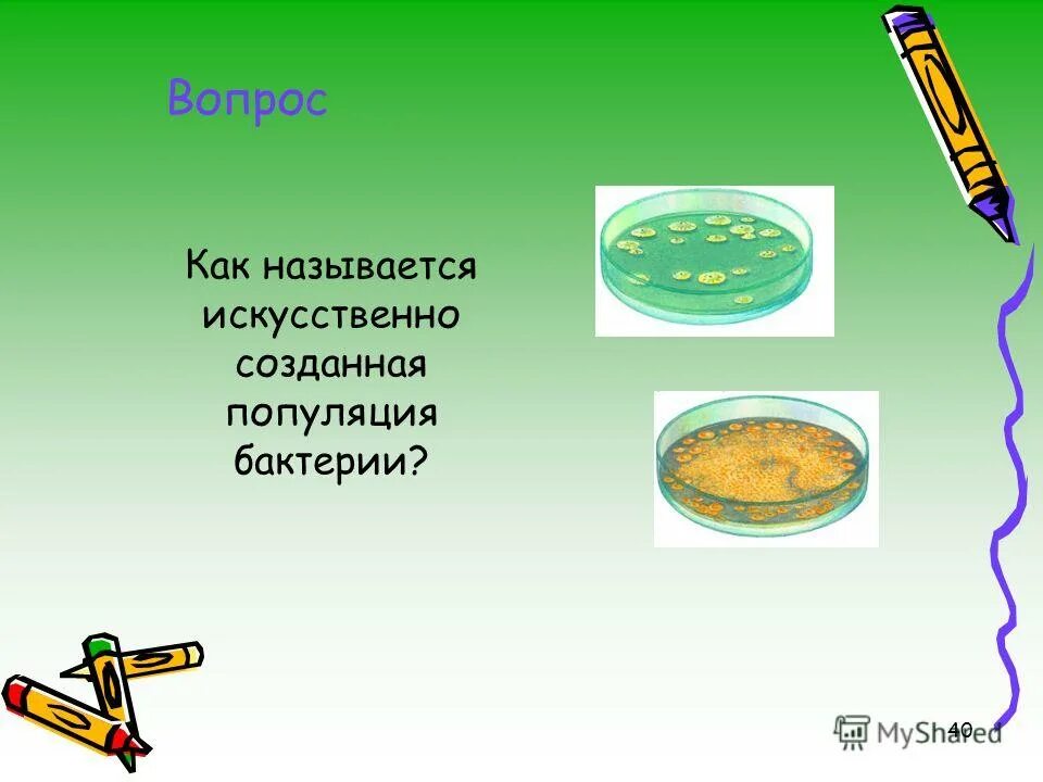 колония штамм чистая культура. популяция размножение. чистая культура микроорганизмов. искусственно созданная популяция бактерий. популяция микроорганизмов называется.