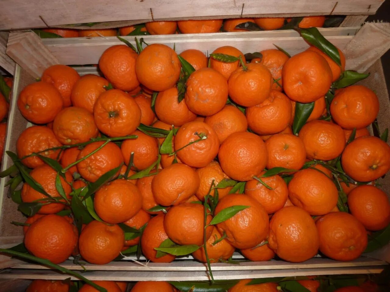 Мандарины в Аджарии. Ящик с мандаринами. Ящик с апельсинами. Турецкие мандарины.