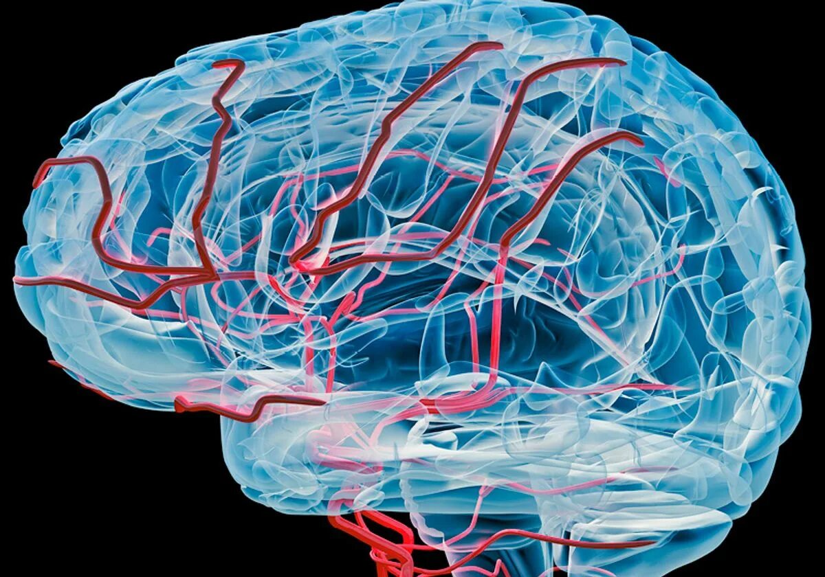 Нервные сосуды головного мозга. Кровообращение мозга. Улучшение кровоснабжения мозга. Нарушение кровообращения мозга.