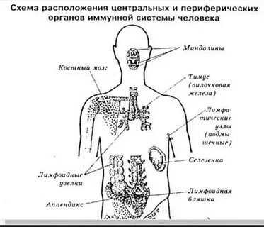 Укажите органы иммунной системы