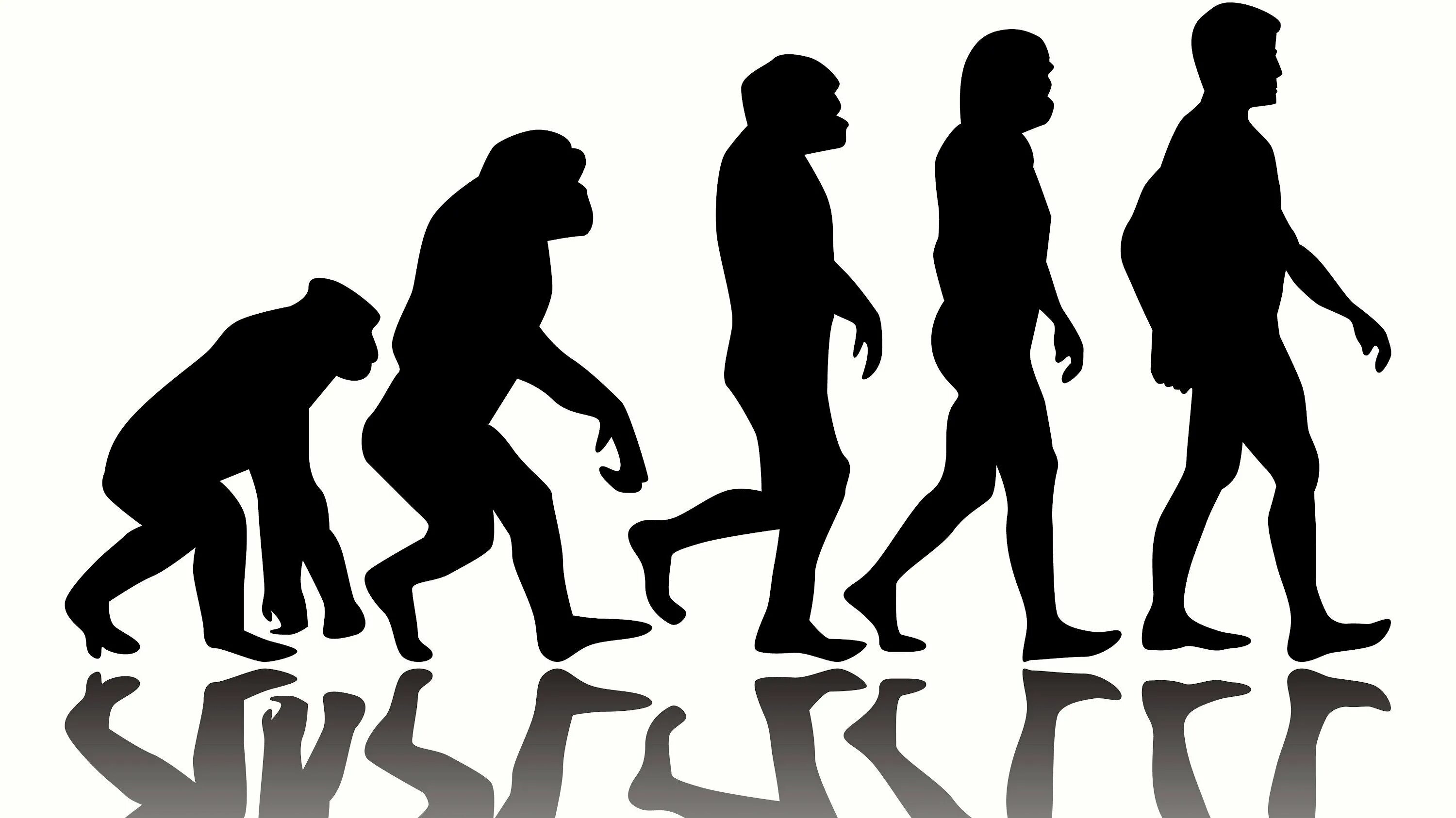 Жизни путем эволюции. Human Evolution Эволюция человека. Чарльз Дарвин Эволюция. Цепочка Дарвина эволюционная. Эволюция обезьяны в человека.