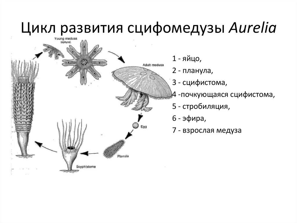 Жизненный цикл медузы Аурелии. Схема размножения сцифоидных. Цикл развития сцифоидной медузы. Жизненный цикл сцифоидной медузы Аурелии.