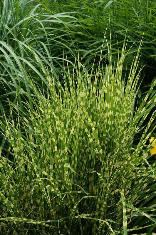 Gold Bar Maiden Grass Perennial - Miscanthus - 4" Pot - Hirt's Gardens Perennial