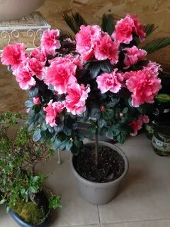 Рододендрон фото комнатный