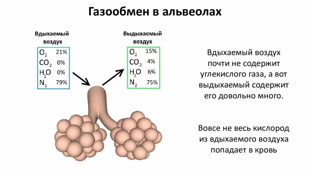 Газообмен в легких и тканях. Процесс газообмена в альвеоле. Процесс газообмена в лёгких. Газообмен в лёгких схема. Концентрация углекислого газа в легких