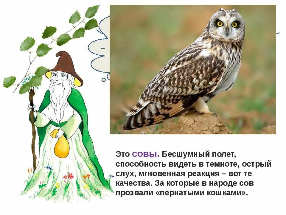 Некоторые ученые считают что совы видят. Совы летают бесшумно. сова видит в темноте. как видит сова. почему совы летают бесшумно.