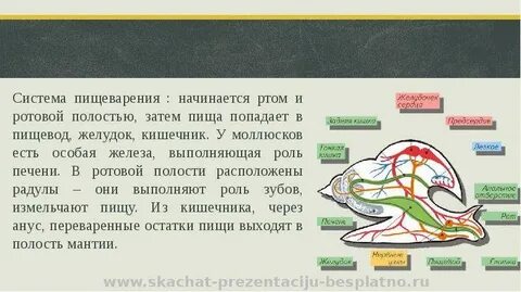 Моллюски способ пищеварения