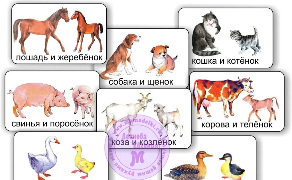 Домашние животные и Детеныши. Домашние животные для детей. Карточки с изображением домашних животных. Карточки с домашними животными для детей.