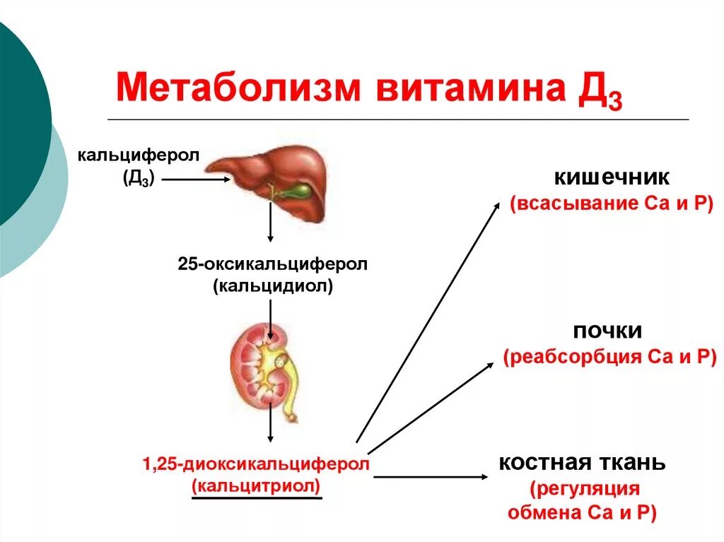 Схема метаболизма витамина д3. Механизм образования активной формы витамина д. Метаболизм витамина д3 в печени. Механизм действия витамина д3.