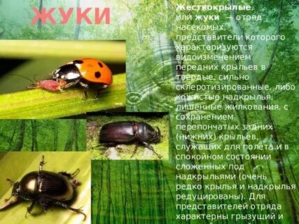 Особенности жесткокрылых