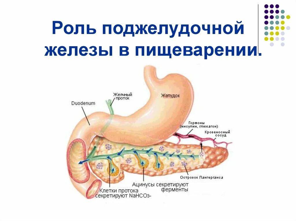 Каково внутреннее строение поджелудочной железы. Функции поджелудочной железы роль в пищеварении. Поджелудочная железа анатомия функции. Строение поджелудочной железы человека физиология. Функции поджелудочной железы в пищеварительной системе.