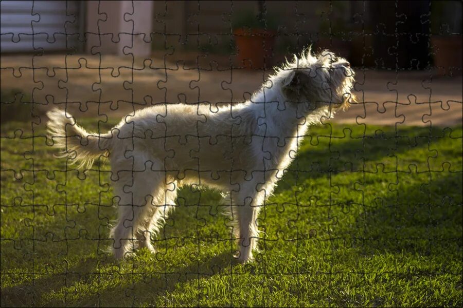 Лая вид. Злая собака. Джек рассел. Типы лая у собак. Джек рассел.