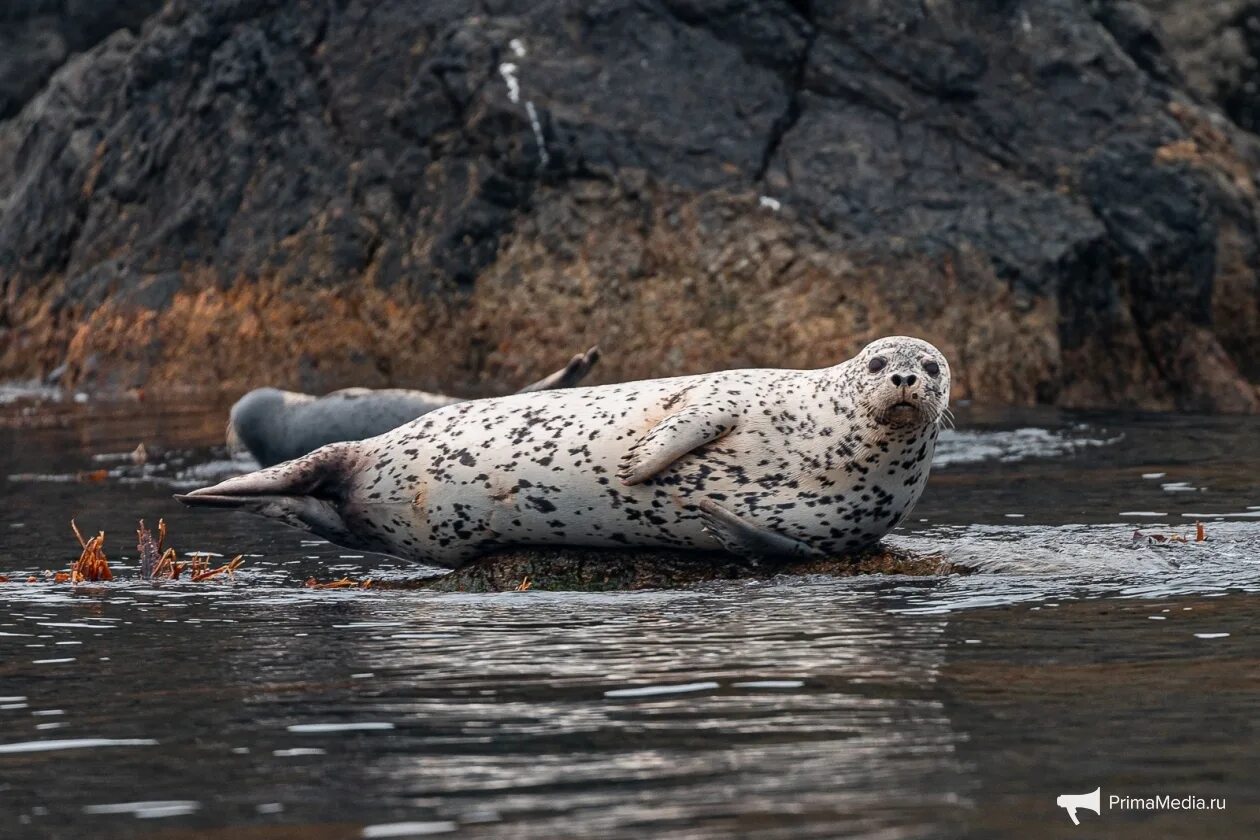 Пятнистый тюлень ларга. Ларга дальневосточная нерпа. Дальневосточный морской заповедник тюлени ларга. Ларга это. Ларга дальневосточная нерпа.