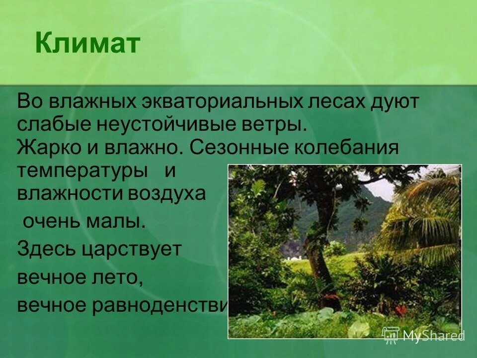 влажные экваториальные леса презентация