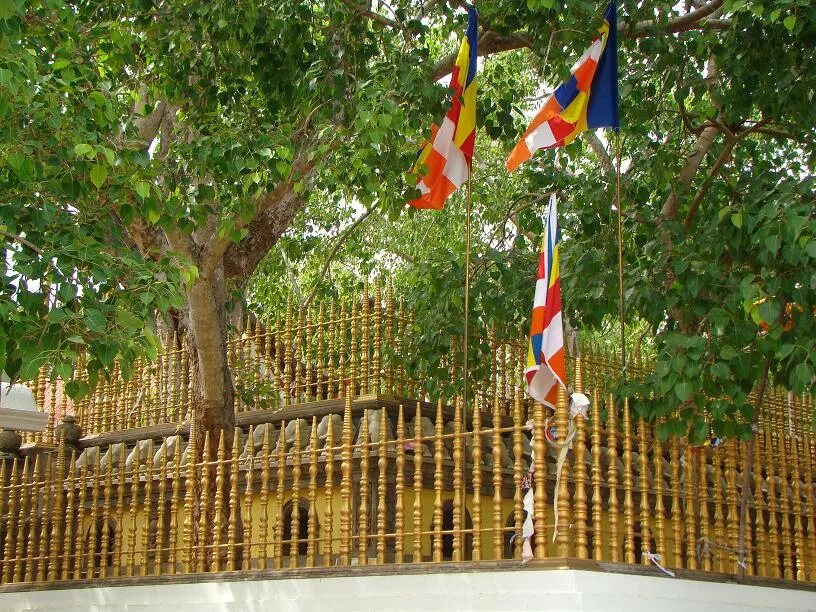 Джайя Шри Маха Бодхи. Дерево Бодхи в Анурадхапуре. Jaya Sri Maha Bodhi Tree. Священное дерево Бодхи.