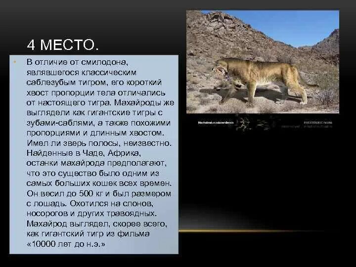 Описание картины нападение саблезубого тигра история. Описание картины нападение саблезубого тигра история