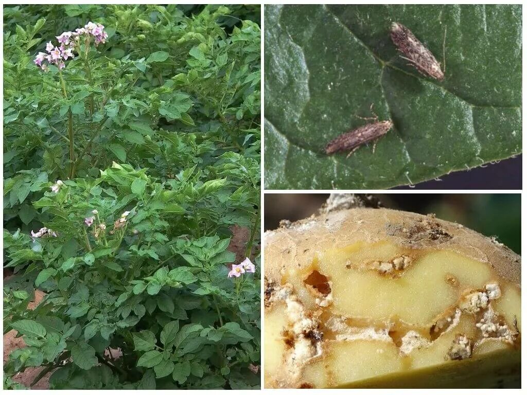 Борьба с мухами на грядках. Личинки картофельной моли.. Картофельная моль Phthorimaea operculella Zell.. Картофельная моль гусеница. В картофеле минирующая моль.