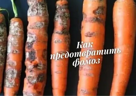 Почему гниет морковь в погребе