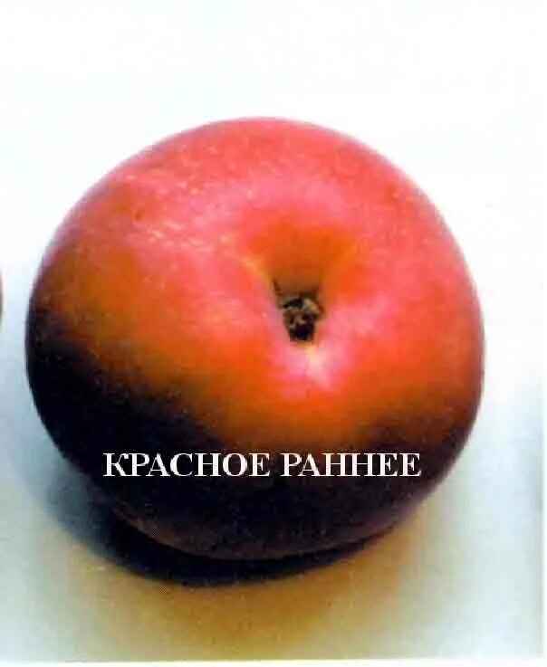 Семена редиса РАННИЙ КРАСНЫЙ Семена для Сибири 162274755 купить за 57 ₽ в интерн