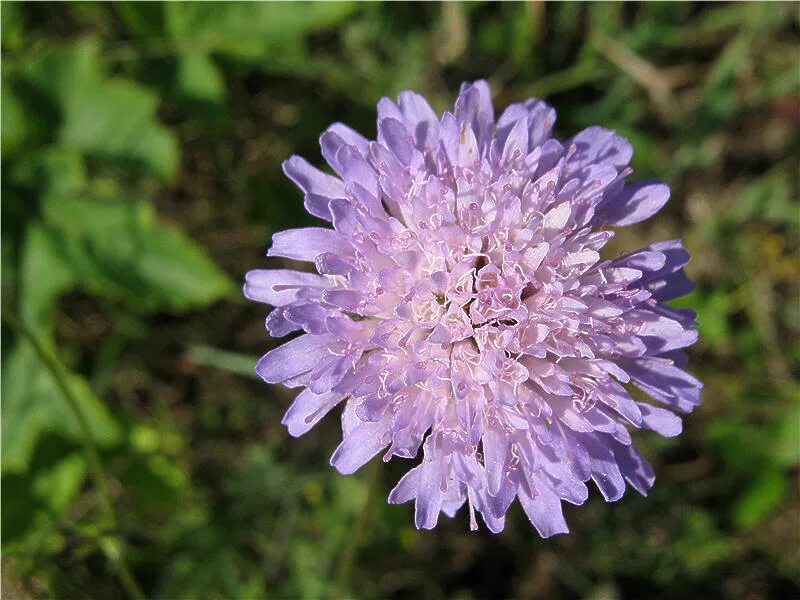 Короставник фото. Короставник полевой (Knautia arvensis). Короставник Луговой. Короставник полевой белый. Короставник татарский (Knautia tatarica).