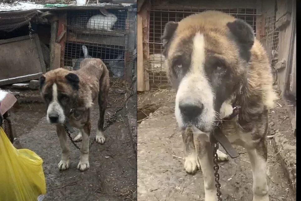 Сибирский алабай приют. Сибирский алабай приют. Сибирский алабай. Сибирский алабай приют. Сибирский алабай приют.