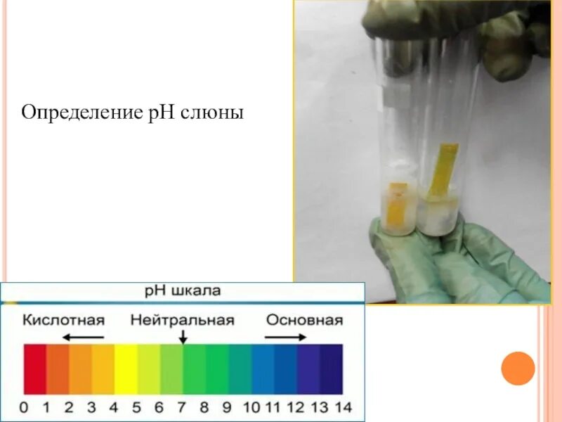 Проверить слюна