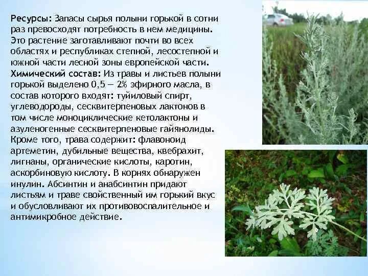Чем полезна полынь. Полынь горькая лекарственная. Лечебные травы полынь. Полынь двудомная полынь горькая. Полынь горькая трава лекарственное растительное.