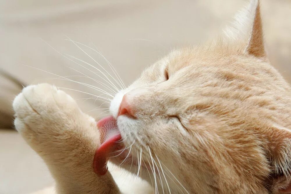 Зализывание РАН животными?. Cat licking. Hairy liking