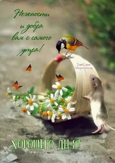 Открытки доброго мирного утра