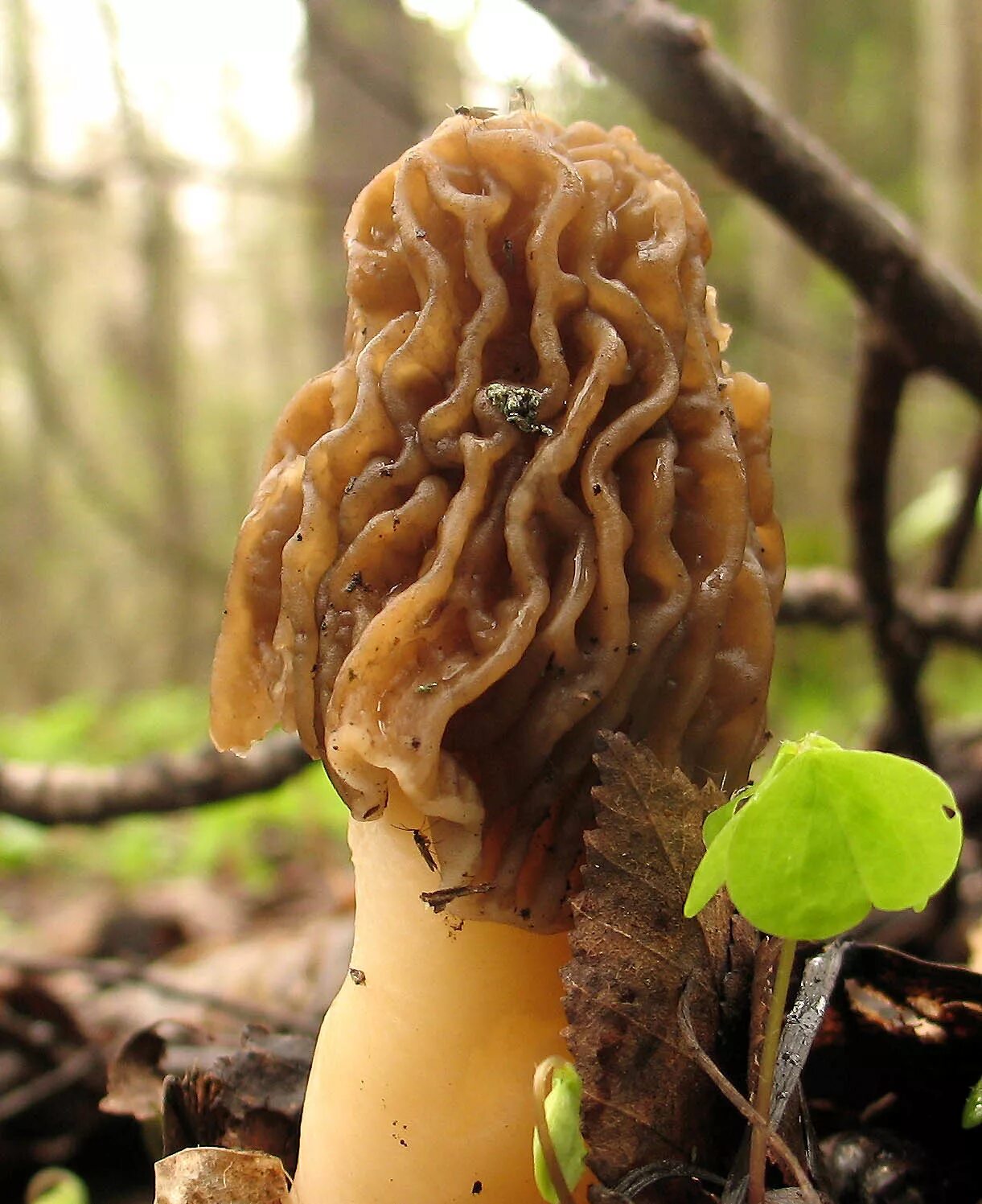 строчок гриб весенний. сморчок толстоногий. сумчатые грибы сморчки. сморчок деликатесный гриб. сморчок обыкновенный.