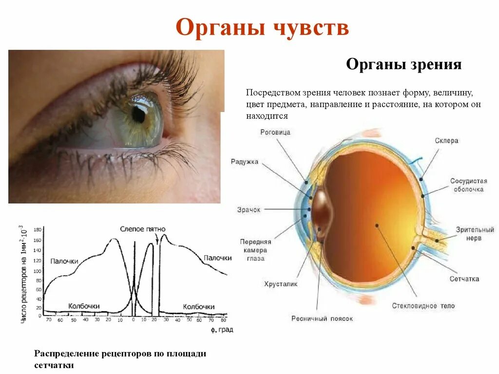 Органы чувств. Органы чувств орган зрения. Зрение орган чувств глаз. Система органов чувств человека.