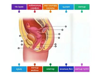 Әйелдердің кискасындағы сперматозоидтардың жыныстық фотосуреттері