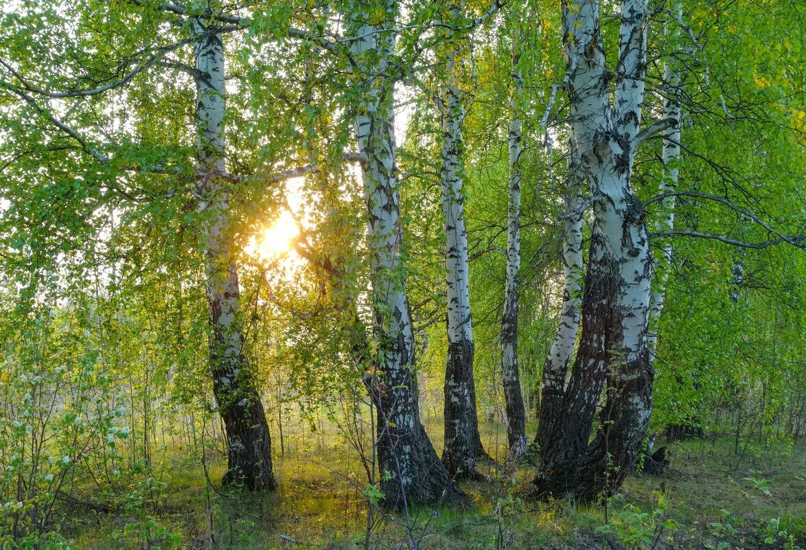 Среди берез мне нет места. Березы в Марий Эл. Пермский край березы. Березовая роща Пермский край. Берёза в городе Марий Эл.